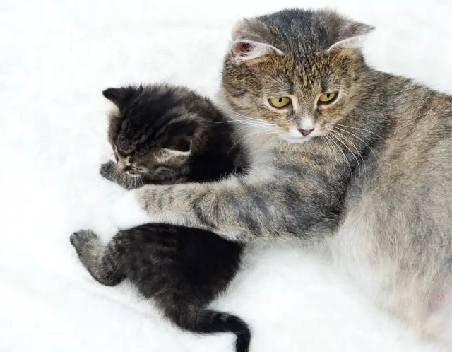 Kocur czy kotka – co wybrać, aby uniknąć problemów z zachowaniem?