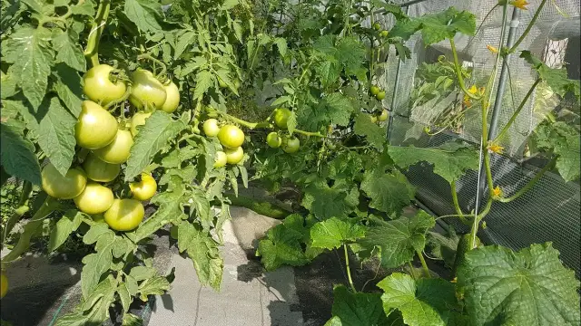 Jak uprawiać pomidory pod folią, aby uniknąć najczęstszych błędów