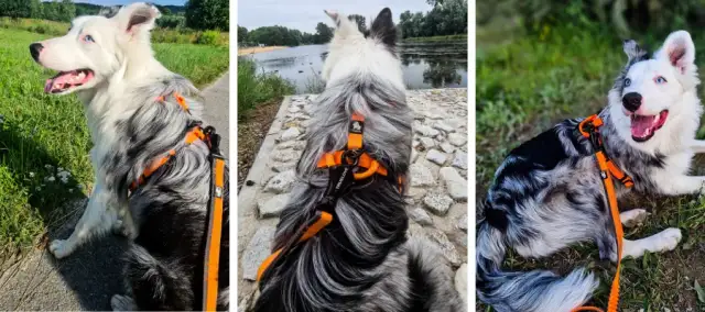 Obroża czy szelki dla dużego psa – co wybrać dla bezpieczeństwa?