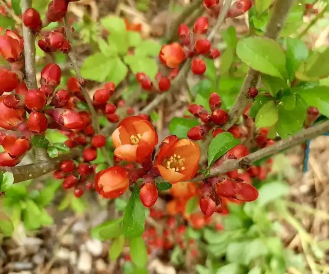 Jak i kiedy przycinać pigwowca japońskiego, aby uniknąć błędów i cieszyć się pięknym kwitnieniem