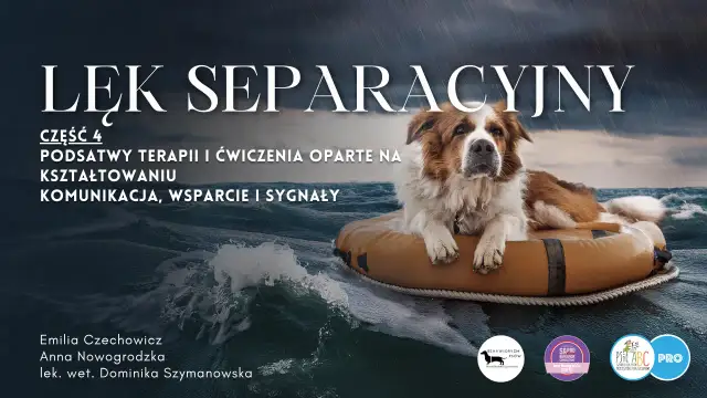 Jak szkolić szczeniaka? Przewodnik, by uniknąć chaosu i zbudować więź