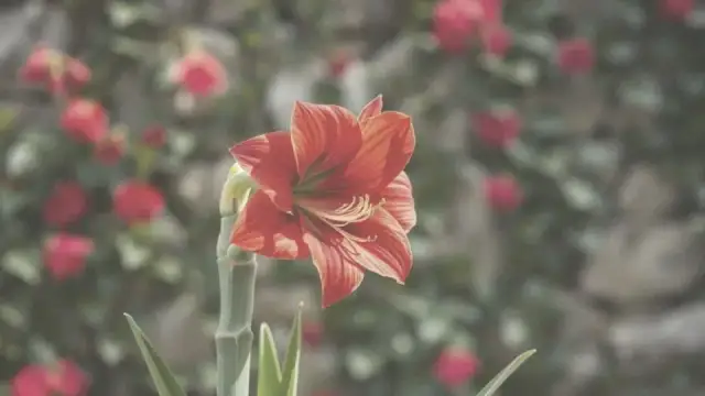 Jak długo kwitnie amarylis? Wydłuż jego kwitnienie!