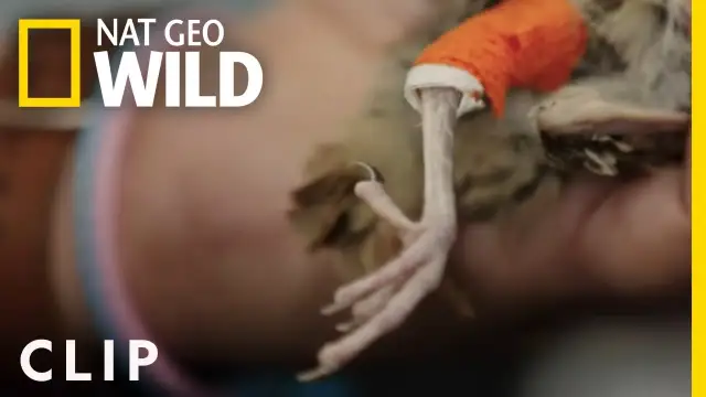 Złamana noga ptaka: usztywnienie. Jak pomóc przed weterynarzem?