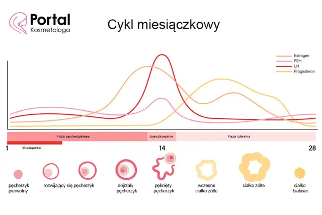 Badanie FSH: Na czczo? Nie! Dzień cyklu jest kluczowy