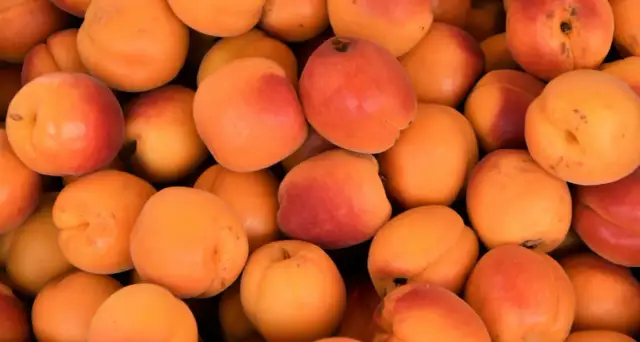 Czy pies może jeść morele i co musisz wiedzieć o ich bezpieczeństwie