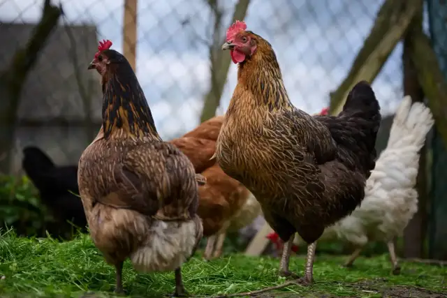 Jak odrobaczyć kury? Skuteczne metody i karencja!