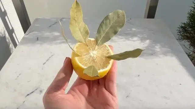 Zastosowanie liści cytryny w kuchni i nie tylko - poradnik