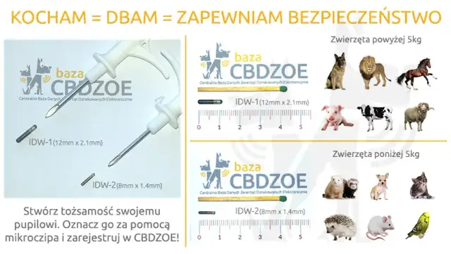 Ile kosztuje chip dla psa? Sprawdź ceny i ukryte koszty czipowania