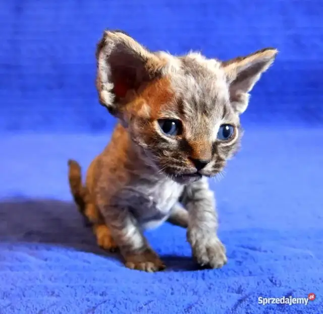 Gdzie znaleźć kocięta Devon Rex w Śląskiem? Ceny i oferty hodowli