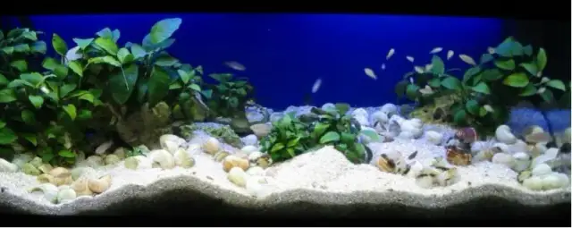 Jakie podłoże do akwarium wybrać, aby uniknąć problemów z roślinami?
