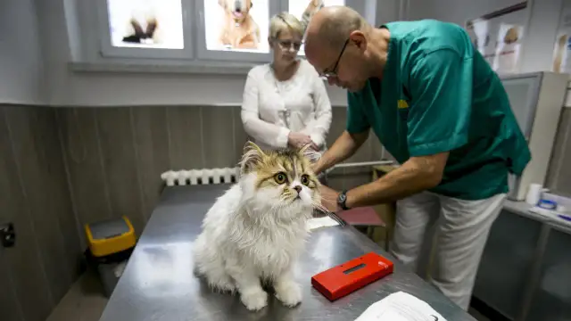 Jak zwracać się do weterynarza? Uniknij faux pas!