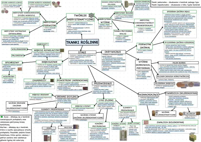 Schemat tkanki roślinne: rodzaje, funkcje, przykłady.