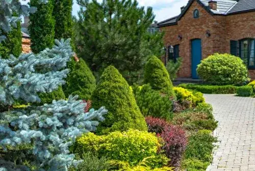 Jakie krzewy posadzić wzdłuż chodnika, aby uniknąć kłopotów?