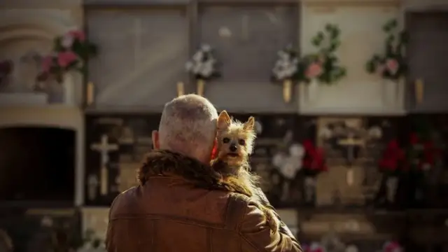 Czy na cmentarz można wejść z psem? Sprawdź lokalne przepisy