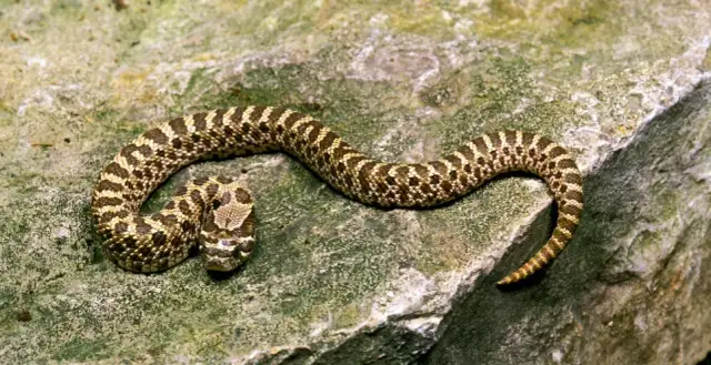 Jak się rozmnażają żmije? Odkryj tajemnice ich rozmnażania