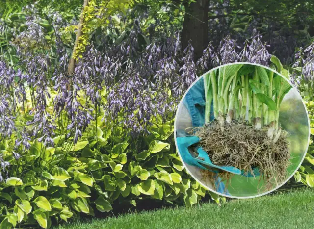 Jak sadzić hosty: uniknij najczęstszych błędów i ciesz się pięknem