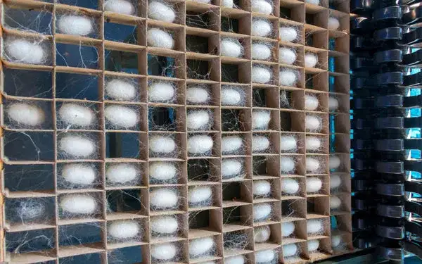 Hodowla jedwabników jak zacząć – kluczowe kroki i porady dla początkujących