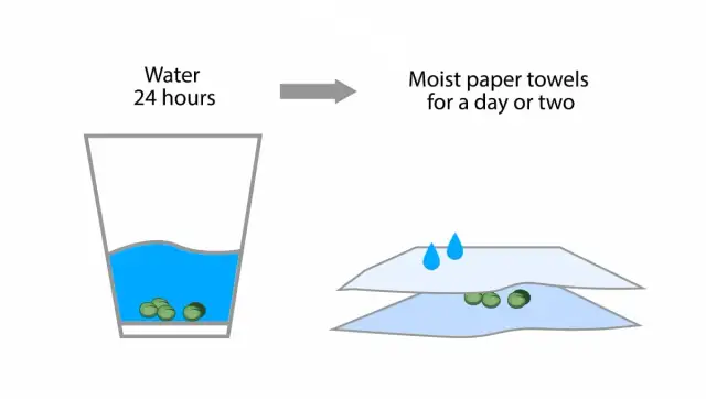 Nawożenie automatów: Jak uniknąć błędów i uzyskać plon?