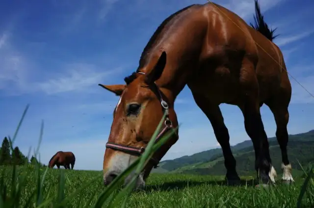 Najlepsze stadniny koni w Jaworznie - sprawdź oferty i opinie