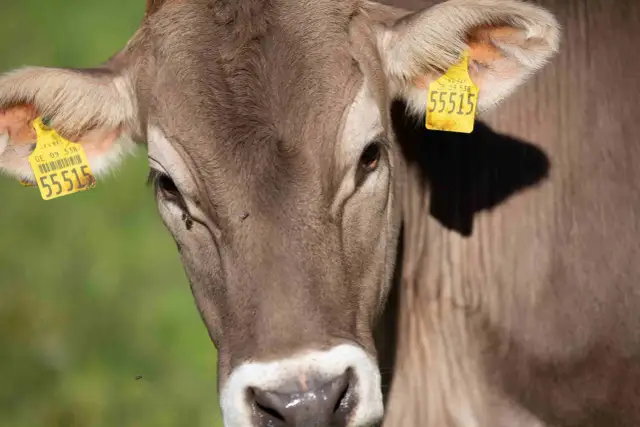 Brązowa krowa z żółtymi kolczykami na uszach, na których widnieją numery identyfikacyjne. Kolczykowanie bydła to standardowa procedura.