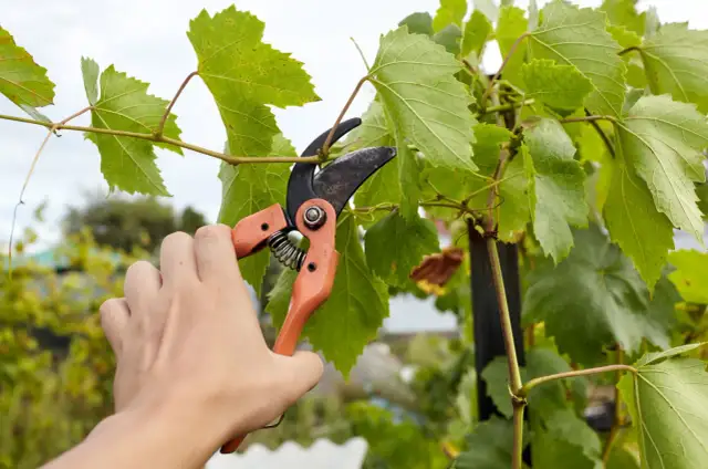 Jak przycinać winogrona na zimę? Poradnik eksperta i obfity plon