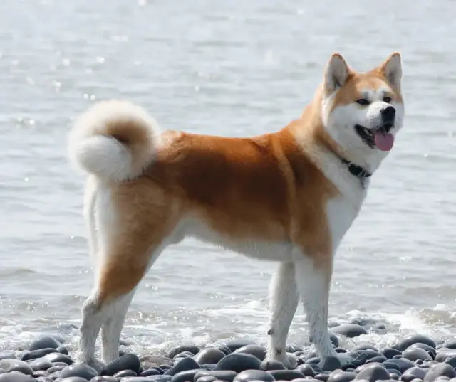 Akita: Groźna czy źle wychowana? Prawda o charakterze rasy.