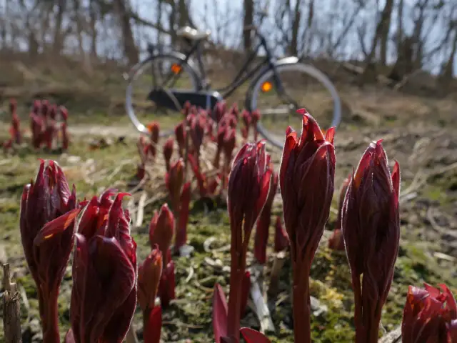 Jak długo kwitnie piwonia? Sekrety długiego kwitnienia