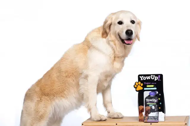 Złoty retriever obok opakowania jogurtu dla psów. Czy pies może jeść jogurt naturalny? Ten produkt sugeruje, że tak!