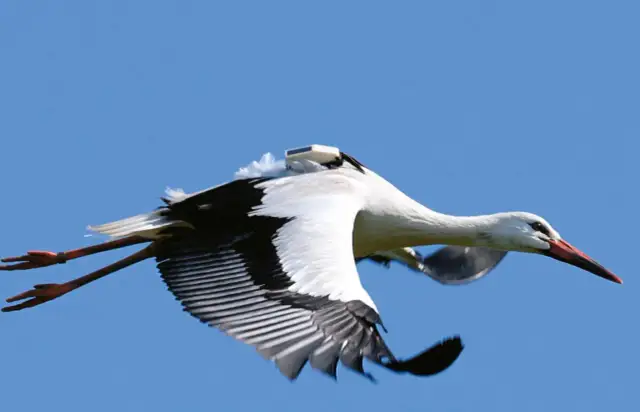 Co robią bociany w Afryce zimą? Zaskakujące zwyczaje i dieta