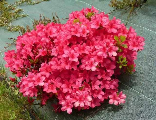 Jak długo kwitnie azalia? Sekrety długiego kwitnienia i pielęgnacji