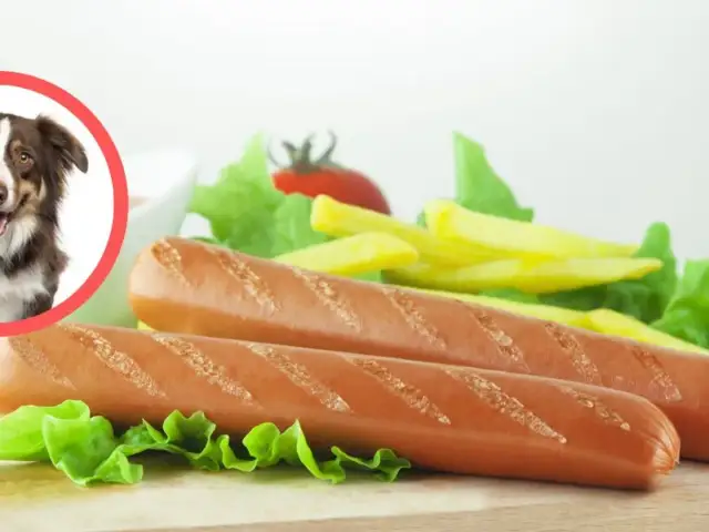 Czy pies może jeść parówki? Poznaj ukryte zagrożenia i bezpieczne smakołyki