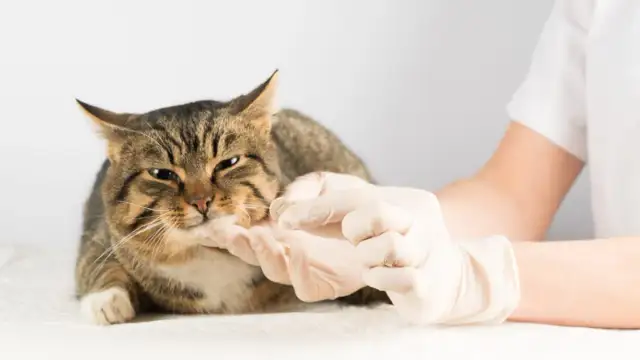 Czym odrobaczać kota, aby skutecznie pozbyć się robaków?