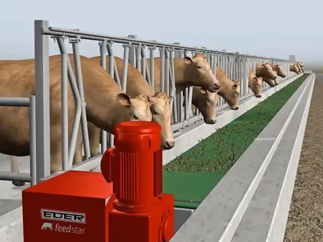 Bydło opasowe przy karmidle, gdzie system EDER feedstar zapewnia świeży owies.