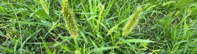 Skuteczne sposoby na chwasty na trawniku, które uratują Twój trawnik