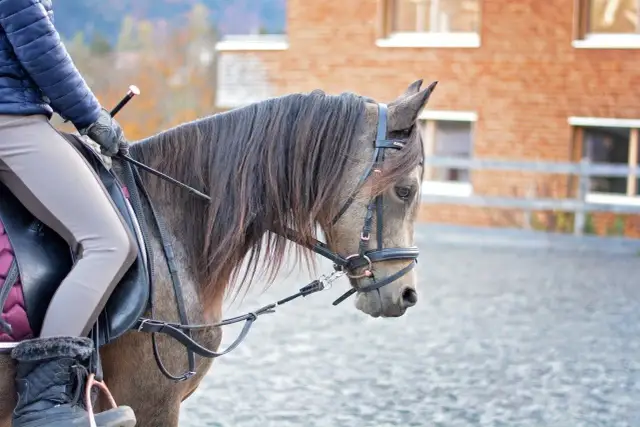 Najlepsze stadniny koni w kujawsko pomorskim - gdzie jeździć konno?