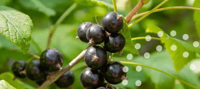 Jaki nawóz do porzeczek, aby uniknąć problemów z plonami?