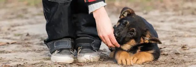 Szkolenie szczeniaka: Kiedy zacząć? Nie przegap złotego okna!