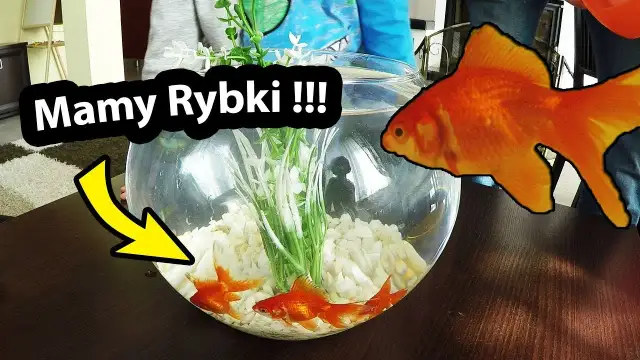 Ile kosztuje złota rybka w kuli? Sprawdź ceny i wymagania opieki