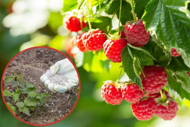 Jakie nawozy stosować pod maliny, aby uzyskać zdrowe i obfite plony?