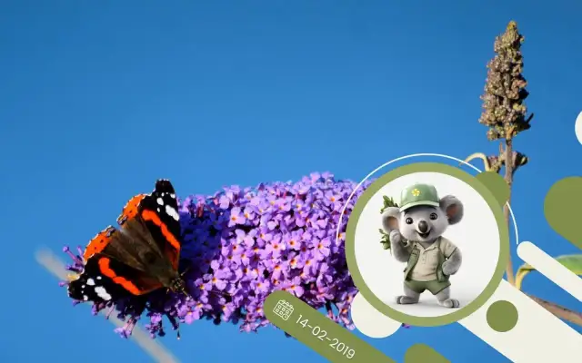 Budleja gdzie sadzić: idealne miejsce dla zdrowego wzrostu