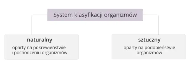 Co to jest systematyka w biologii i jak wpływa na klasyfikację organizmów