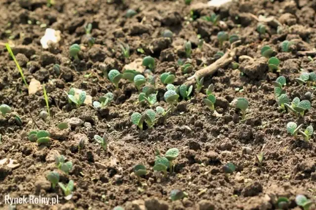 Jak siać rukolę w doniczce - uniknij najczęstszych błędów w uprawie