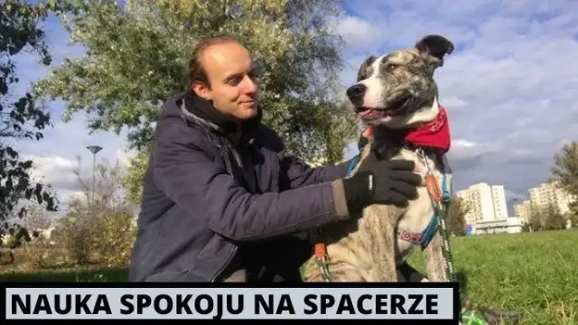 Jak wytresować amstaffa: skuteczne metody i najczęstsze błędy