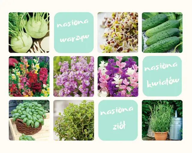 Jakie kwiaty siejemy w lutym, aby cieszyć się pięknym ogrodem?