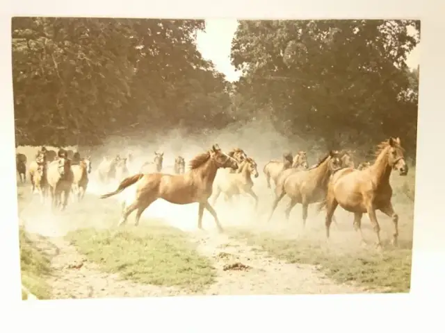 Stadnina koni opolskie - najlepsze miejsca na jazdę konną w regionie