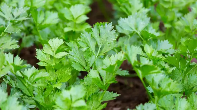 Jak uprawiać selery - proste błędy, których musisz unikać