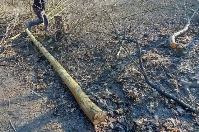 Nielegalna wycinka drzew – jak skutecznie zgłosić problem?