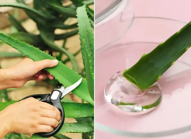 Jak przycinać aloes? Krok po kroku do zdrowia i cennego żelu
