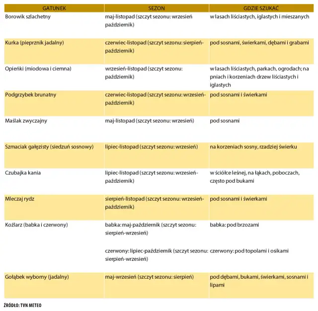 Od kiedy sezon na grzyby? Najważniejsze informacje i daty
