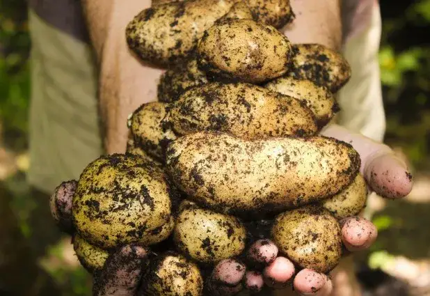 Wódka z ziemniaków czy ze zboża - odkryj kluczowe różnice smakowe